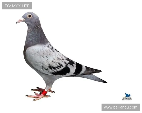 AG国际登录常见问题及解决方案,助你轻松应对登录过程中遇到的各种困难